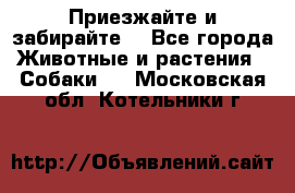 Приезжайте и забирайте. - Все города Животные и растения » Собаки   . Московская обл.,Котельники г.